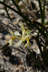 Moraea angusta