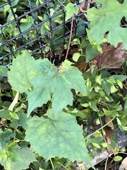 Ampelopsis glandulosa