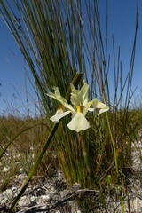 Moraea angusta
