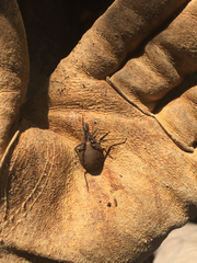 Triatoma