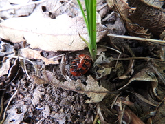 Leptinotarsa rubiginosa