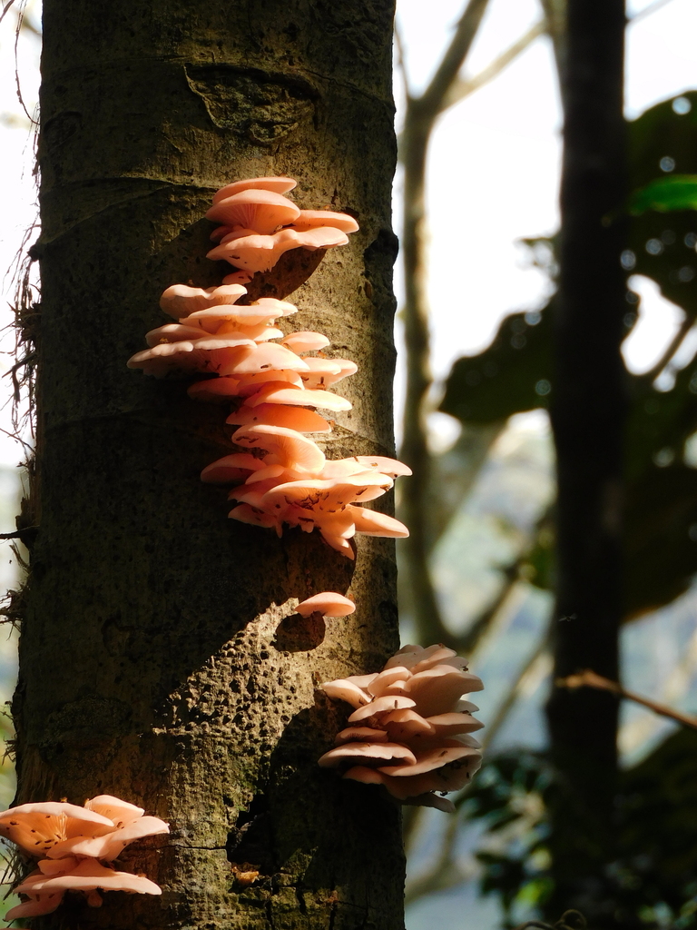 Pleurotus djamor · May 2023 · photo: © ana_ads (iNaturalist, cc-by)