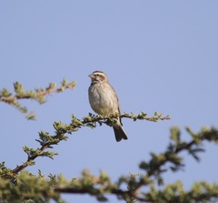 Crithagra reichenowi