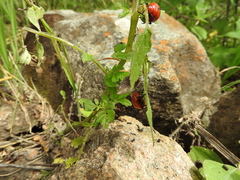 Leptinotarsa rubiginosa