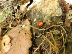 Leptinotarsa rubiginosa