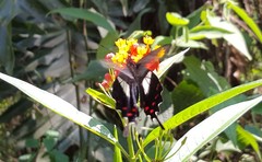 Parides proneus