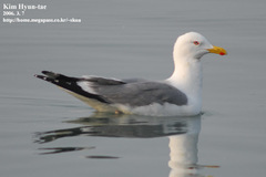 Larus fuscus heuglini