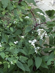 Ageratina altissima