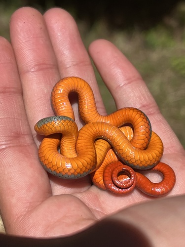 iNaturalist observation photo of Ring-necked Snake
