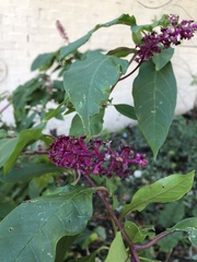 Phytolacca americana