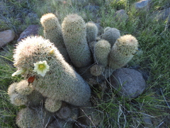 Mammillaria estebanensis