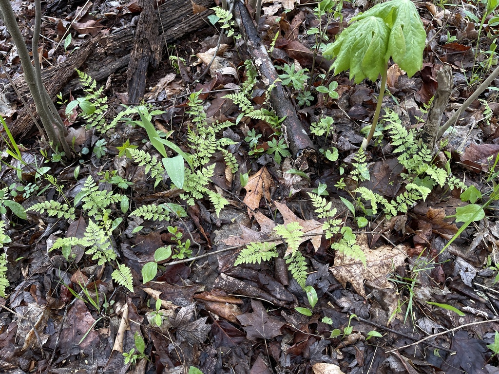 lowland brittle fern from Kent, OH, USA on May 01, 2023 at 0601 PM by
