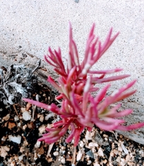 Mesembryanthemum nodiflorum