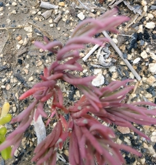 Mesembryanthemum nodiflorum