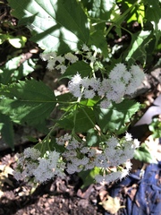 Ageratina altissima