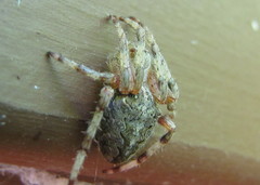 Araneus cavaticus