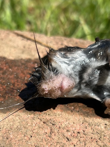 iNaturalist observation photo of Rodents