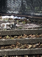 Sciurus carolinensis