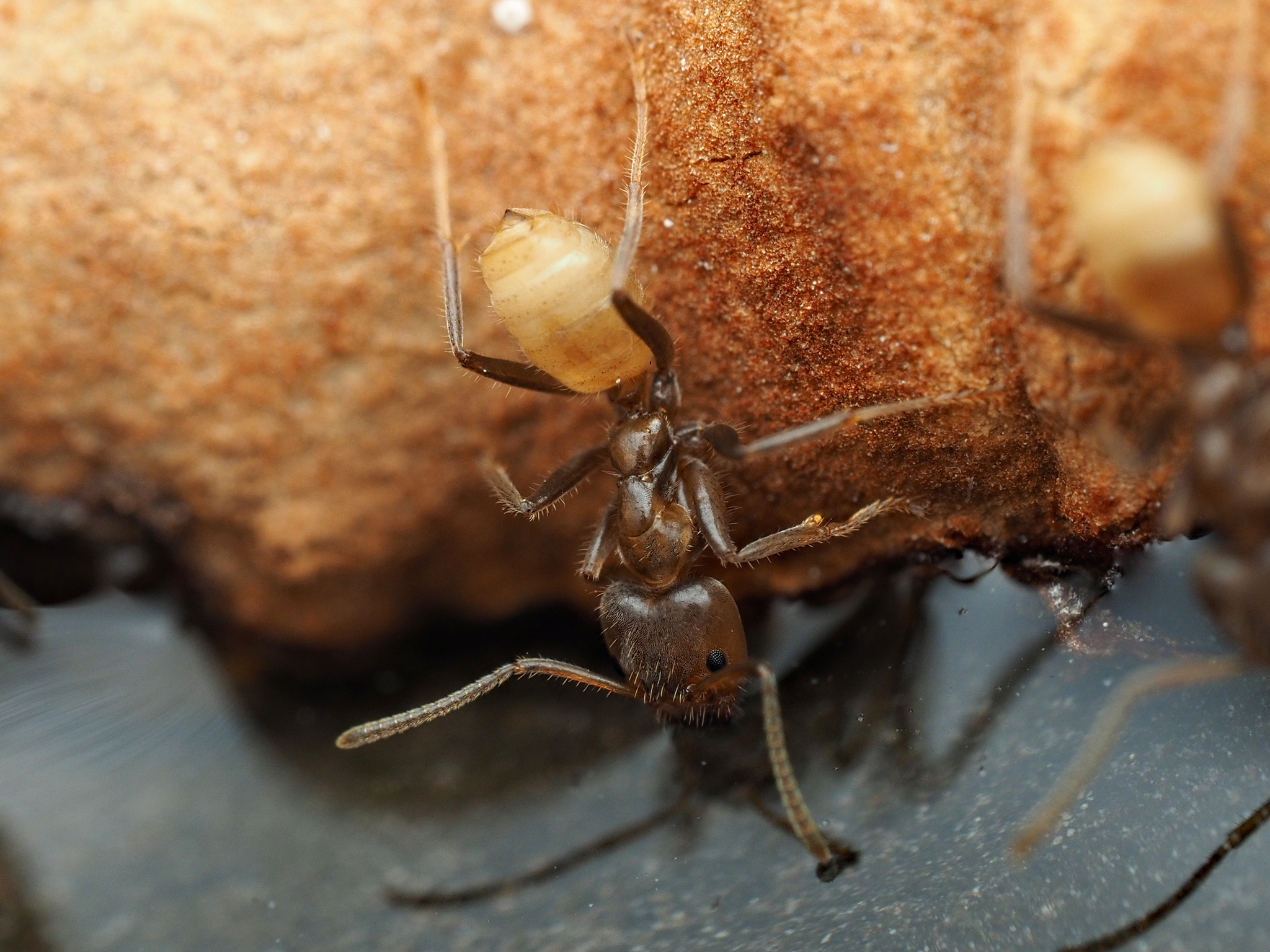 Azteca flavigaster