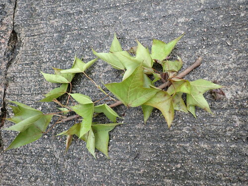 Sweet gum (Liquidambar formosana)