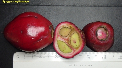 Syzygium erythrocalyx, photograph 3