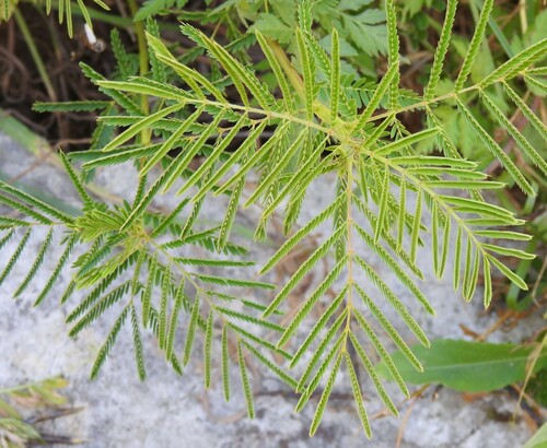 Acaciella angustissima