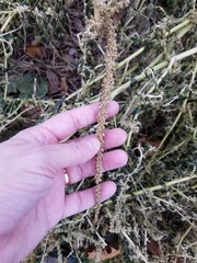 Amaranthus tuberculatus