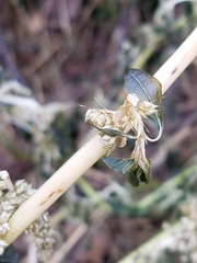 Amaranthus tuberculatus