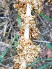 Amaranthus tuberculatus