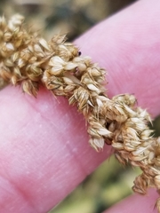 Amaranthus tuberculatus