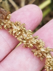 Amaranthus tuberculatus