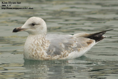 Larus argentatus vegae