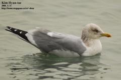 Larus argentatus vegae