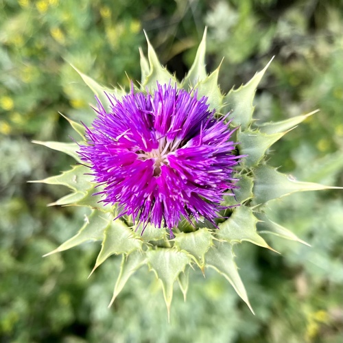 iNaturalist observation photo of milk thistle
