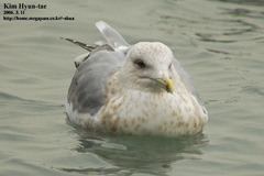 Larus argentatus vegae
