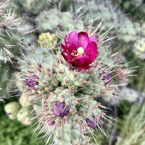 iNaturalist observation photo of Coast Cholla