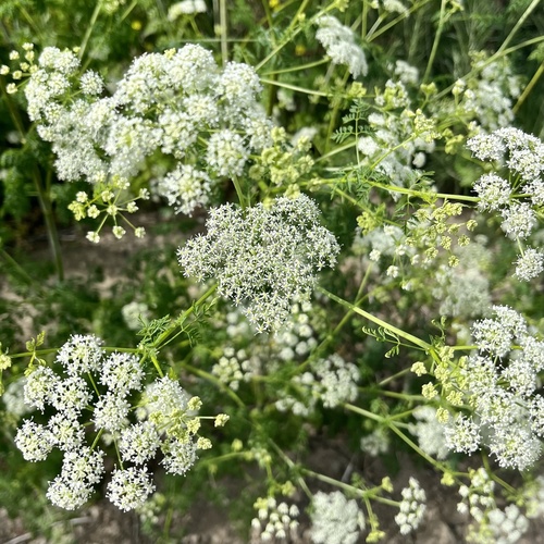 iNaturalist observation photo of poison hemlock