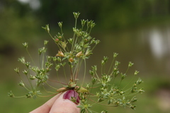 Androsace occidentalis