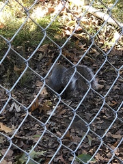 Sciurus carolinensis