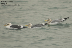 Larus schistisagus