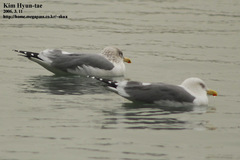 Larus schistisagus