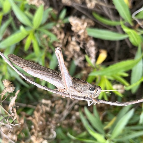 iNaturalist observation photo of Gray Bird Grasshopper