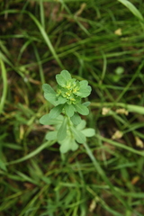 Euphorbia spathulata