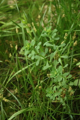 Euphorbia spathulata
