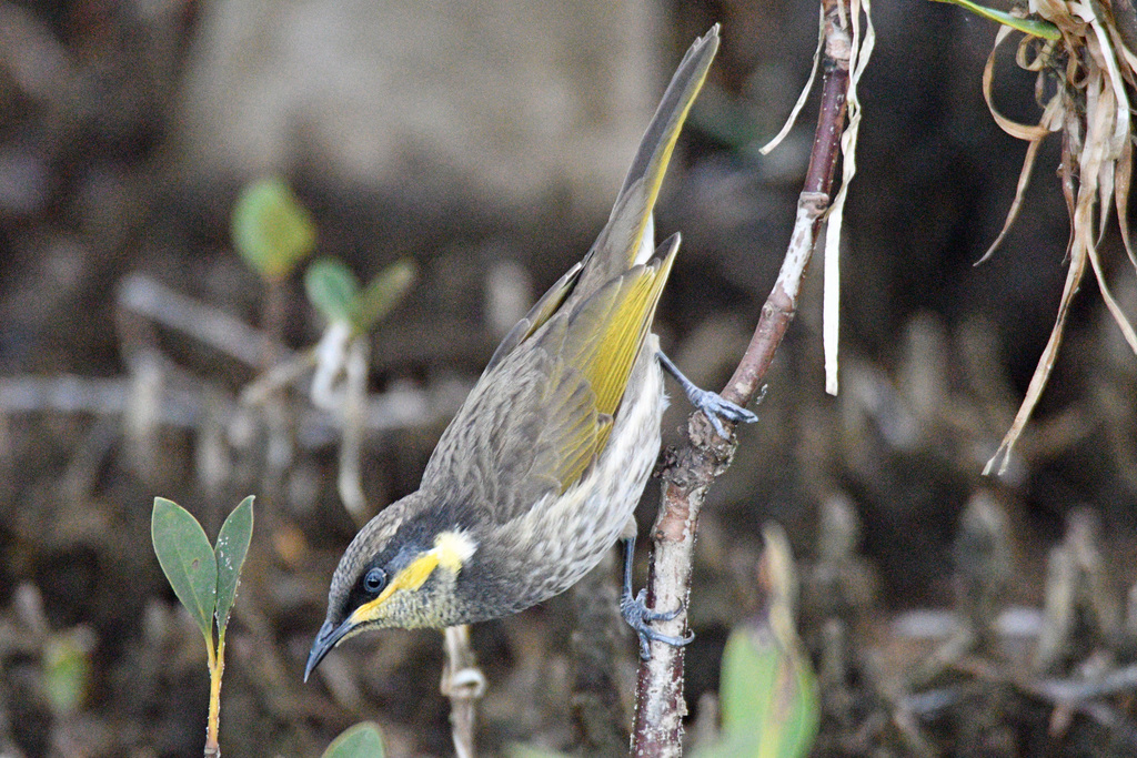 Mangrove Honeyeater (Gavicalis fasciogularis) photo