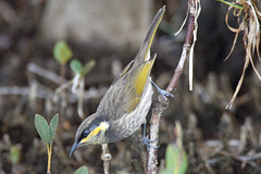 Mangrove Honeyeater photo 1