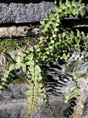 Asplenium platyneuron
