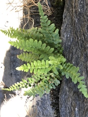 Asplenium platyneuron