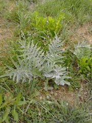 Cynara cardunculus cardunculus