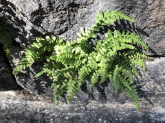 Asplenium platyneuron